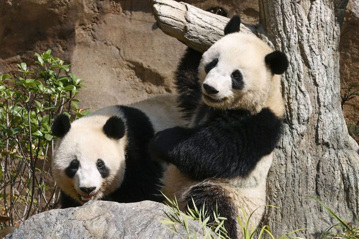 熊猫归国与外交寒流：日本“熊猫真空”背后的中日关系变局